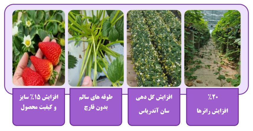 بهبود سایز و کیفیت محصول در گلخانه آقای عیشی-با نانوحباب سراج