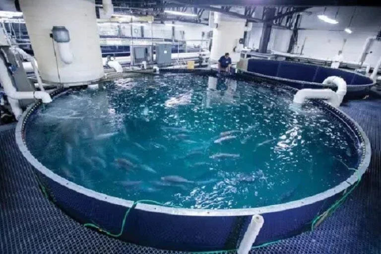 دومین مزرعه پرورش ماهی با فناوری نانو حباب استان در شهرستان سنقر راه‌اندازی شد.